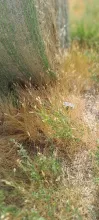 Tall grass beside a weathered tree trunk.