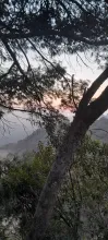 Tree branches silhouetted against a misty mountain sunset.