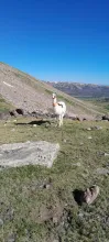 llama