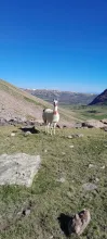 llama