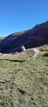 llama